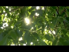 Instrumen bedah probe